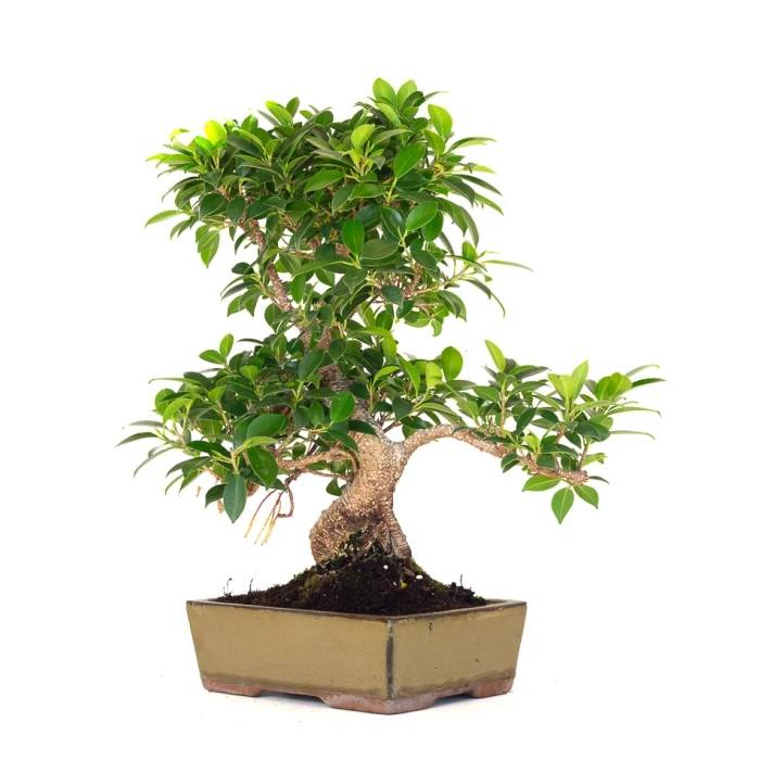 Achat en ligne de Bonsai Ficus Retusa 47 cm FR260901MIT Sankaly Bonsai