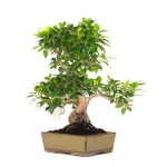 Achat en ligne de Bonsai Ficus Retusa 47 cm FR260901MIT Sankaly Bonsai