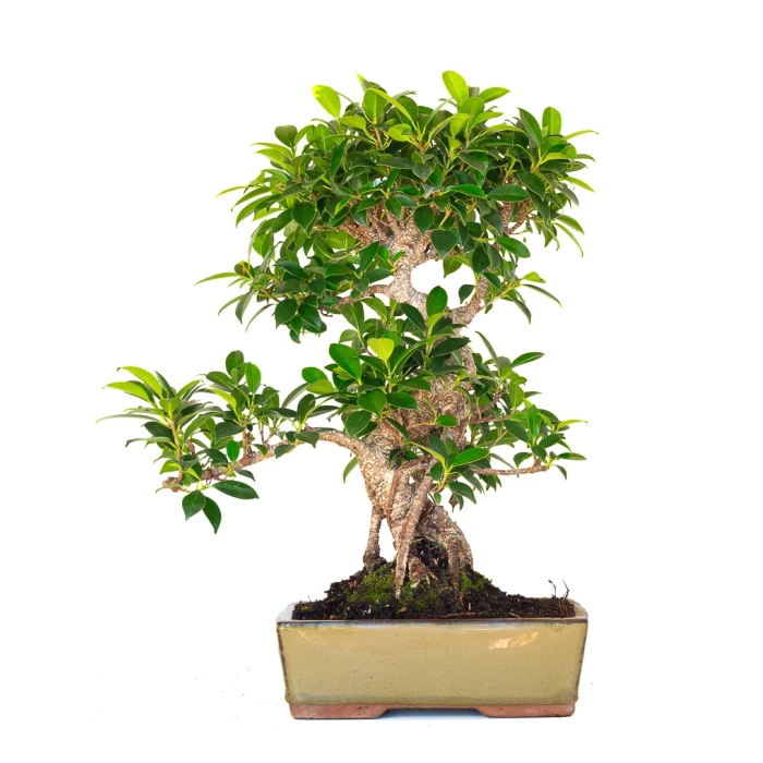 Acheter en ligne de Bonsai Ficus Retusa 47 cm FR260901MIT Sankaly Bonsai
