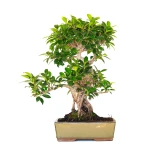 Acheter en ligne de Bonsai Ficus Retusa 47 cm FR260901MIT Sankaly Bonsai