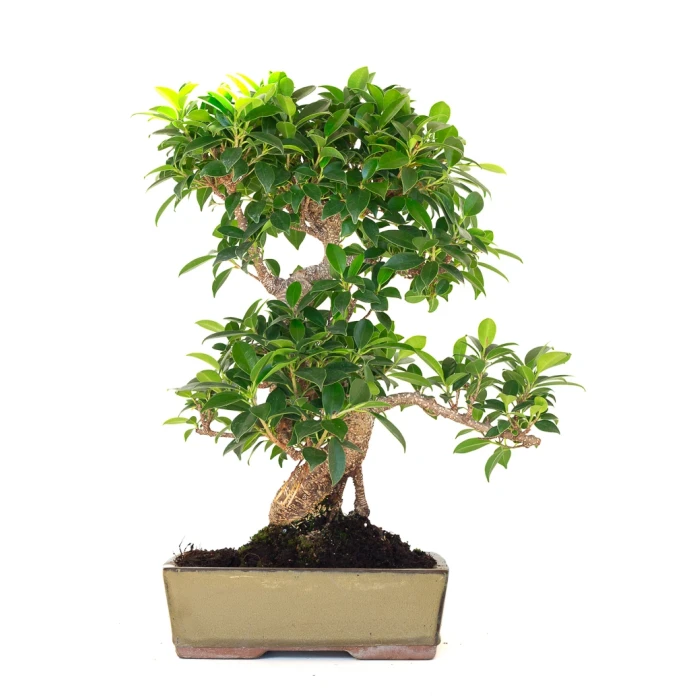 Acheter Bonsai Ficus Retusa 47 cm FR260901MIT Sankaly Bonsai