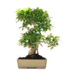 Acheter Bonsai Ficus Retusa 47 cm FR260901MIT Sankaly Bonsai