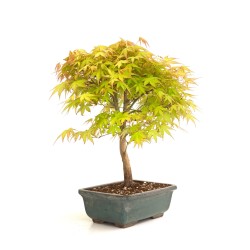 Acheter Bonsai Acer Palmatum 36 cm AP260301MB