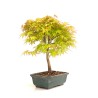 Acheter Bonsai Acer Palmatum 36 cm AP260301MB