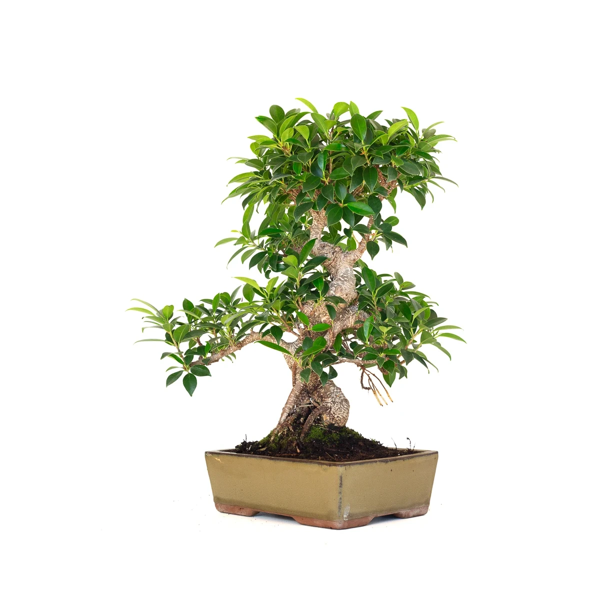 Vente en ligne de Bonsai Ficus Retusa 47 cm FR260901MIT Sankaly Bonsai
