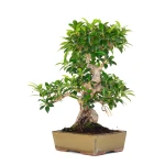 Vente en ligne de Bonsai Ficus Retusa 47 cm FR260901MIT Sankaly Bonsai