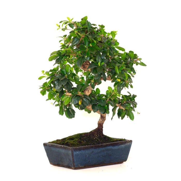 Vente Bonsai en ligne Carmona 45 cm Sankaly Bonsai