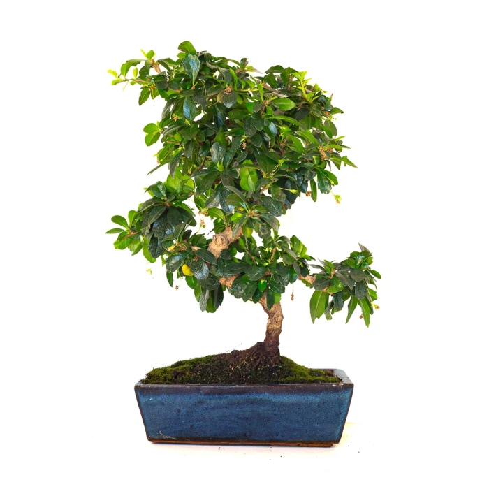Achat Bonsai en ligne Carmona 45 cm Sankaly Bonsai