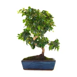 Achat Bonsai en ligne Carmona 45 cm Sankaly Bonsai