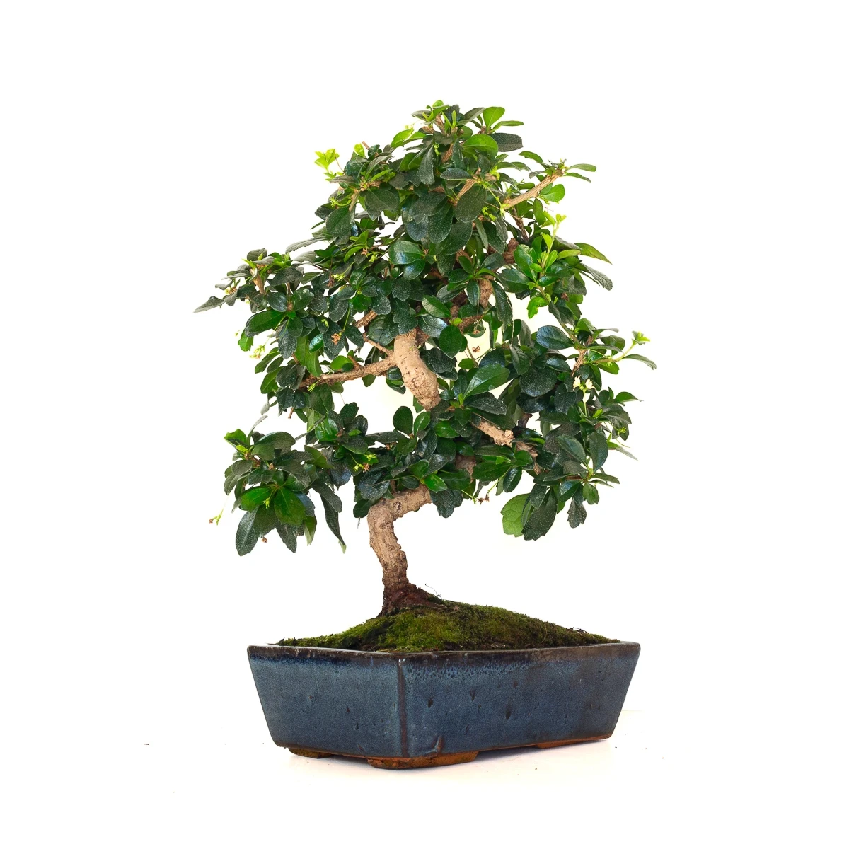 Acheter Bonsai en ligne Carmona 45 cm Sankaly Bonsai
