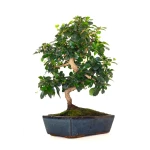 Acheter Bonsai en ligne Carmona 45 cm Sankaly Bonsai