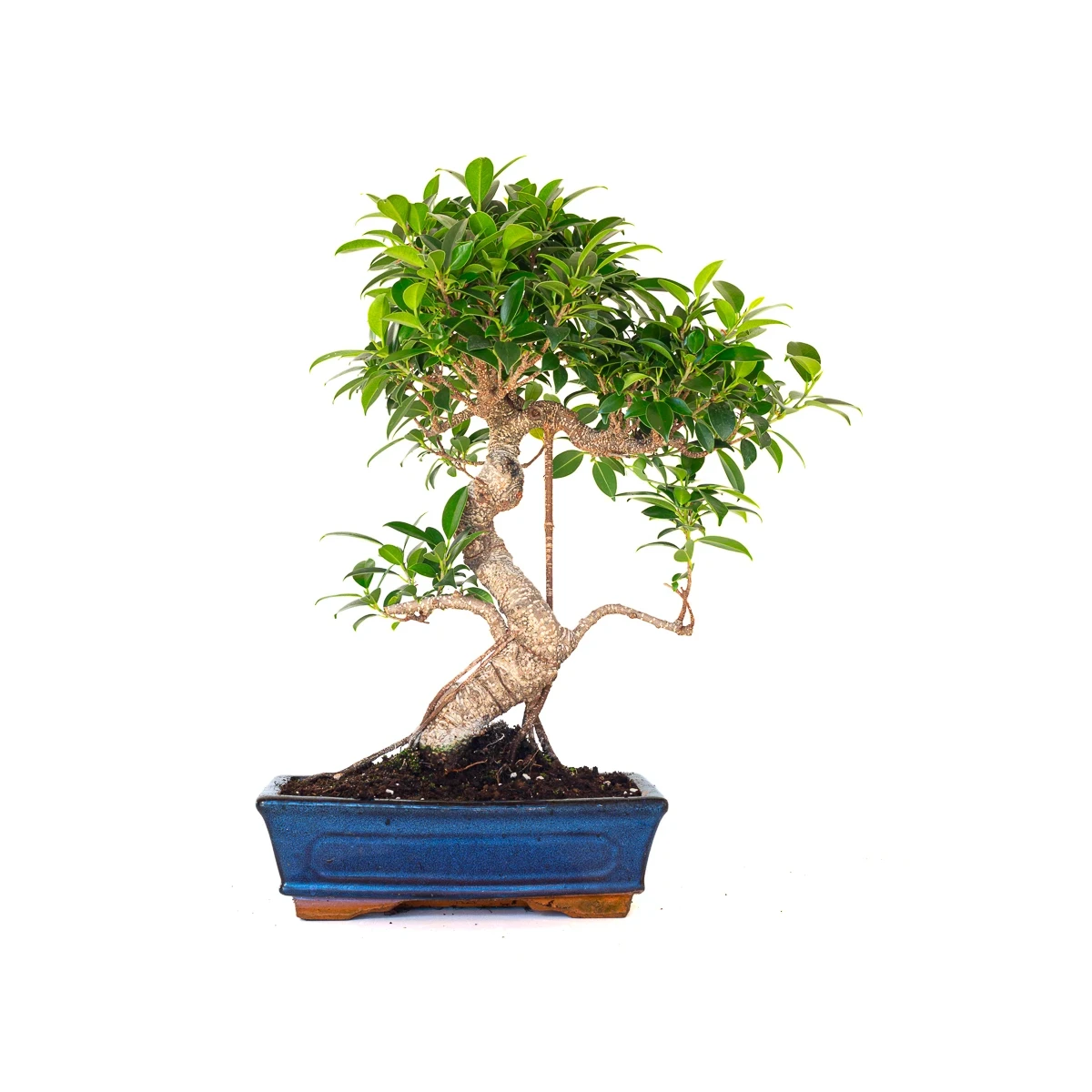 Achat en ligne de Bonsai Ficus Retusa 49 cm FR260902MIT Sankaly Bonsai
