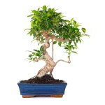 Achat en ligne de Bonsai Ficus Retusa 49 cm FR260902MIT Sankaly Bonsai