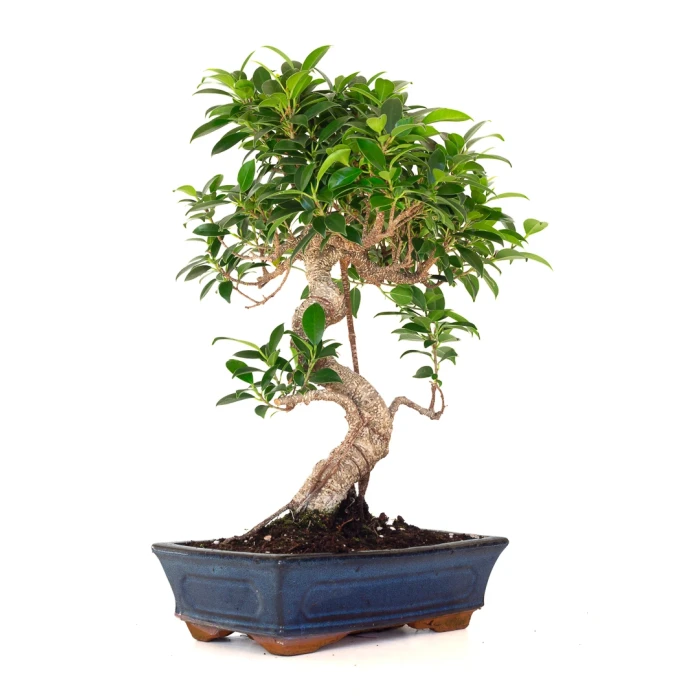Vente en ligne de Bonsai Ficus Retusa 49 cm FR260902MIT Sankaly Bonsai