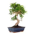 Vente en ligne de Bonsai Ficus Retusa 49 cm FR260902MIT Sankaly Bonsai