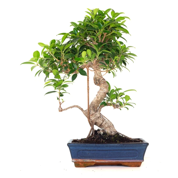 Acheter en ligne de Bonsai Ficus Retusa 49 cm FR260902MIT Sankaly Bonsai