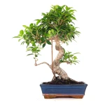 Acheter en ligne de Bonsai Ficus Retusa 49 cm FR260902MIT Sankaly Bonsai