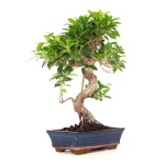 Acheter Bonsai Ficus Retusa 49 cm FR260902MIT Sankaly Bonsai