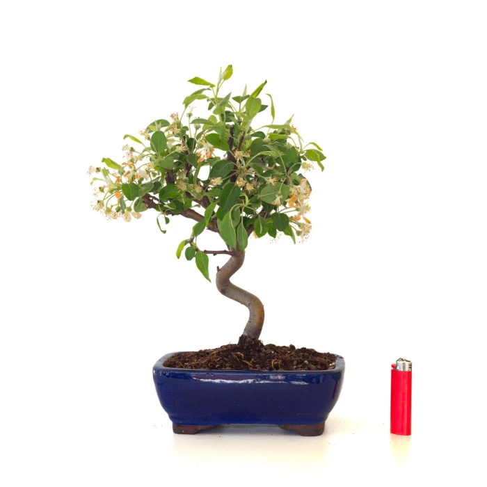 Acheter Bonsai Malus Pommier Sankaly Bonsai
