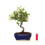 Acheter Bonsai Malus Pommier Sankaly Bonsai