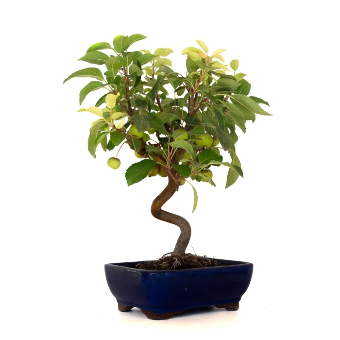 Acheter Bonsai Malus Pommier Sankaly Bonsai