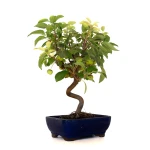 Acheter Bonsai Malus Pommier Sankaly Bonsai