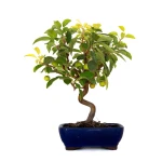 Achat Bonsai Malus Pommier Sankaly Bonsai