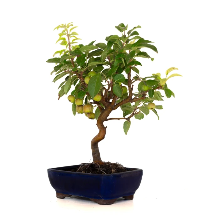 Achat en ligne Bonsai Malus Pommier Sankaly Bonsai