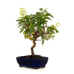 Achat en ligne Bonsai Malus Pommier Sankaly Bonsai