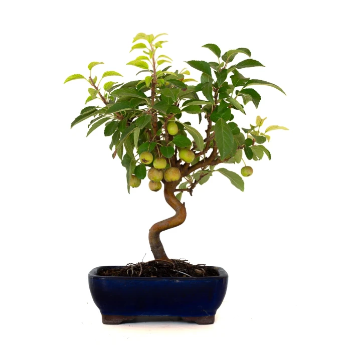 Acheter en ligne Bonsai Malus Pommier Sankaly Bonsai