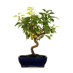 Acheter en ligne Bonsai Malus Pommier Sankaly Bonsai