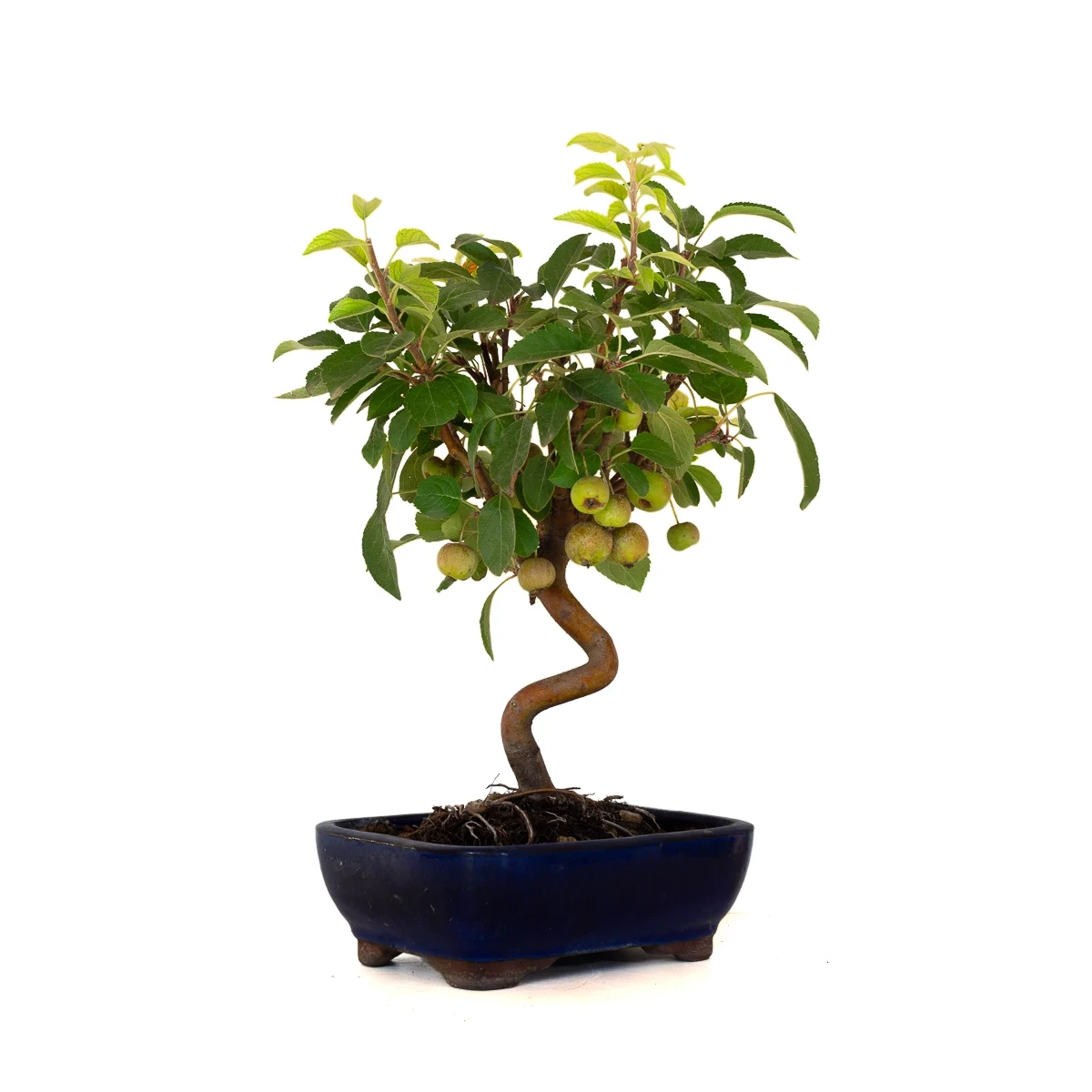 Vente de Bonsai Malus Pommier Sankaly Bonsai