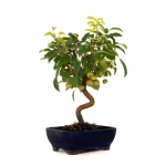 Vente de Bonsai Malus Pommier Sankaly Bonsai