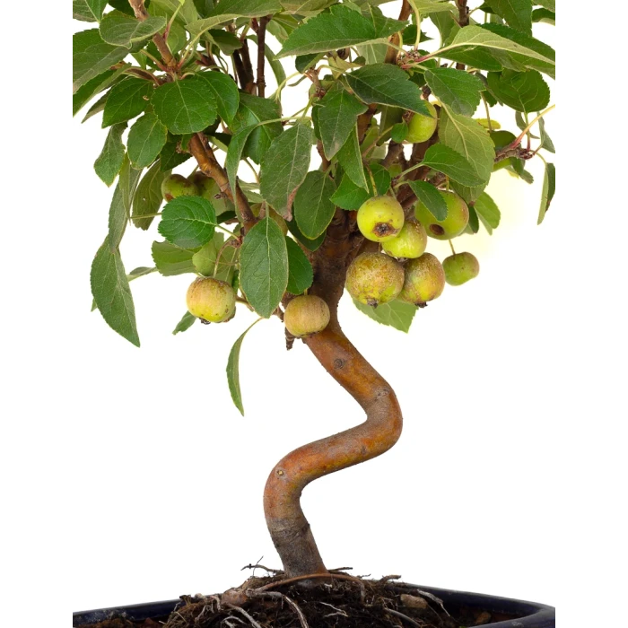 Vente en ligne Bonsai Malus Pommier Sankaly Bonsai