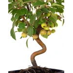 Vente en ligne Bonsai Malus Pommier Sankaly Bonsai