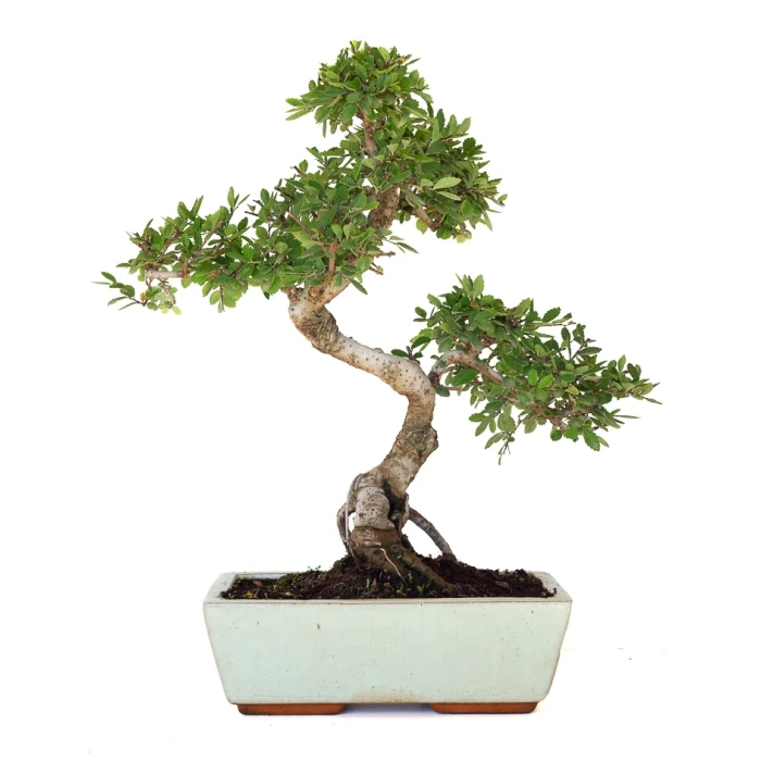 Achat Bonsai en ligne Orme de Chine Zelkova Parvifolia 47 cm Sankaly Bonsai