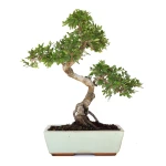 Achat Bonsai en ligne Orme de Chine Zelkova Parvifolia 47 cm Sankaly Bonsai