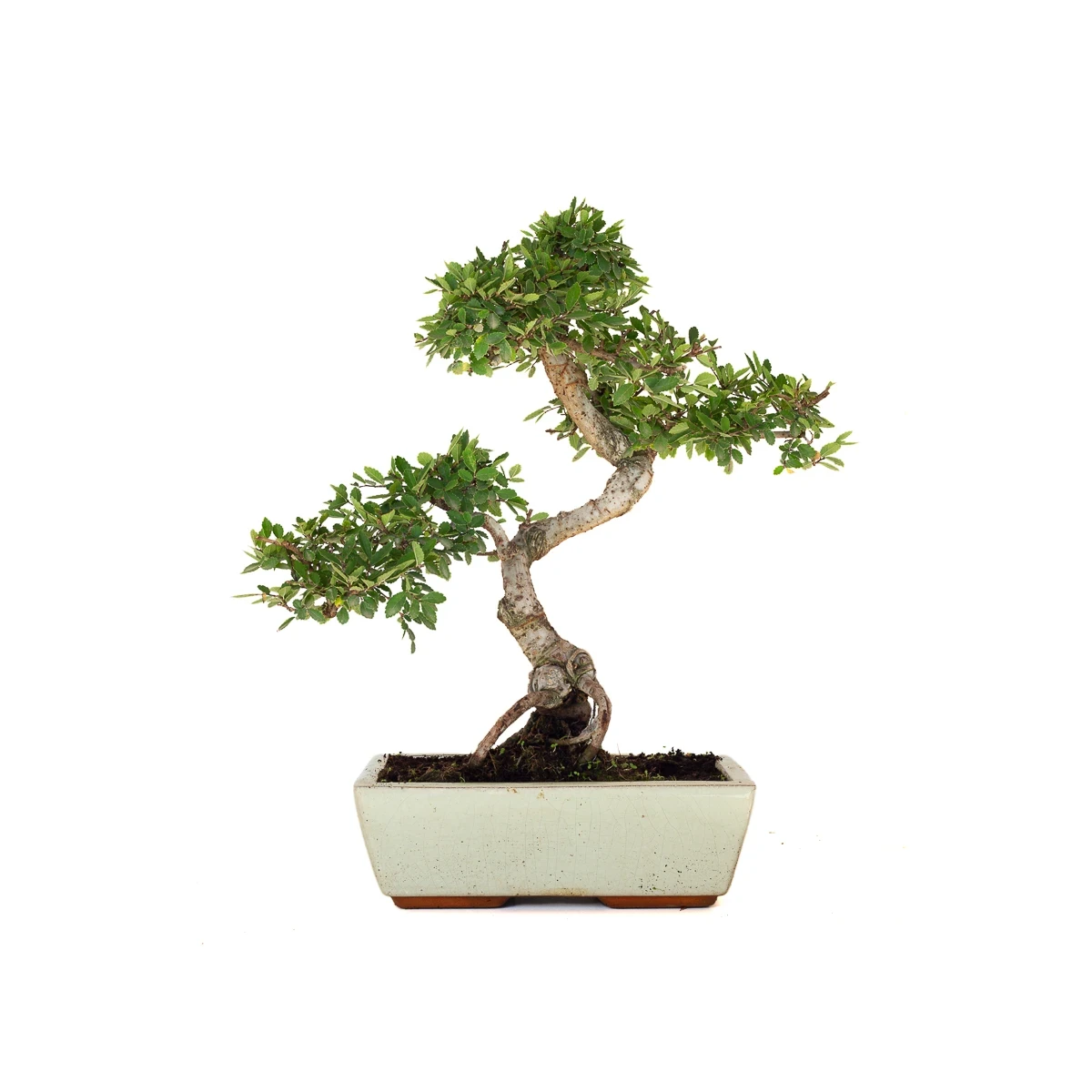 Acheter Bonsai en ligne Orme de Chine Zelkova Parvifolia 47 cm Sankaly Bonsai