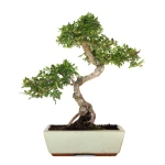 Acheter Bonsai en ligne Orme de Chine Zelkova Parvifolia 47 cm Sankaly Bonsai