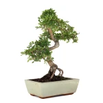 Vente Bonsai en ligne Orme de Chine Zelkova Parvifolia 47 cm Sankaly Bonsai