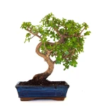 Acheter en ligne de Bonsai Portulacaria 46 cm POR260902MIT Sankaly Bonsai