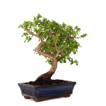 Acheter Bonsai Portulacaria 46 cm POR260902MIT Sankaly Bonsai