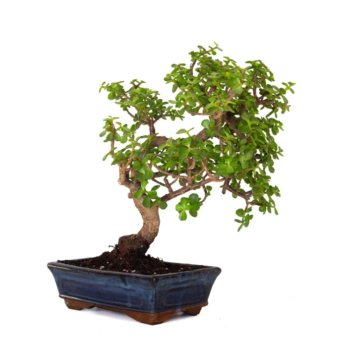 Achat en ligne de Bonsai Portulacaria 46 cm POR260902MIT Sankaly Bonsai