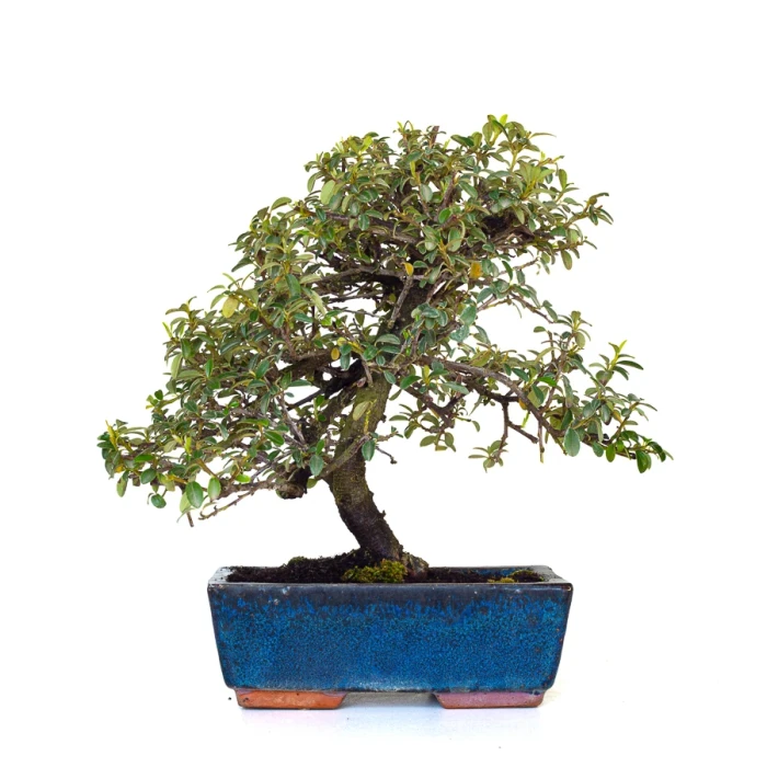 Vente Bonsai en ligne Cotoneaster 31 cm Sankaly Bonsai COT260902MIT