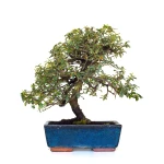 Vente Bonsai en ligne Cotoneaster 31 cm Sankaly Bonsai COT260902MIT