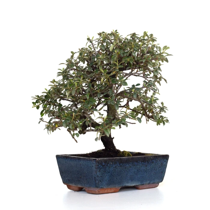 Achat Bonsai Cotoneaster 31 cm Sankaly Bonsai COT260902MIT