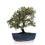 Achat Bonsai Cotoneaster 31 cm Sankaly Bonsai COT260902MIT