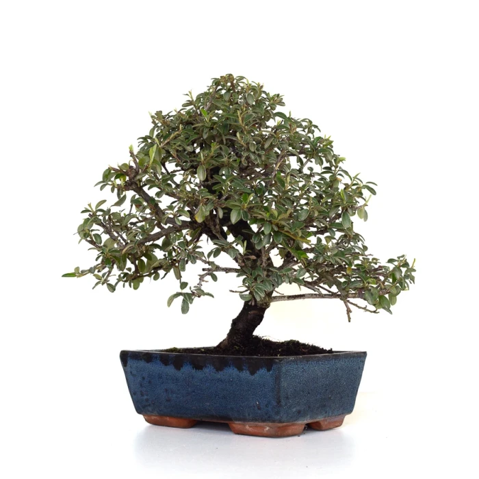 Achat Bonsai en ligne Cotoneaster 31 cm Sankaly Bonsai COT260902MIT