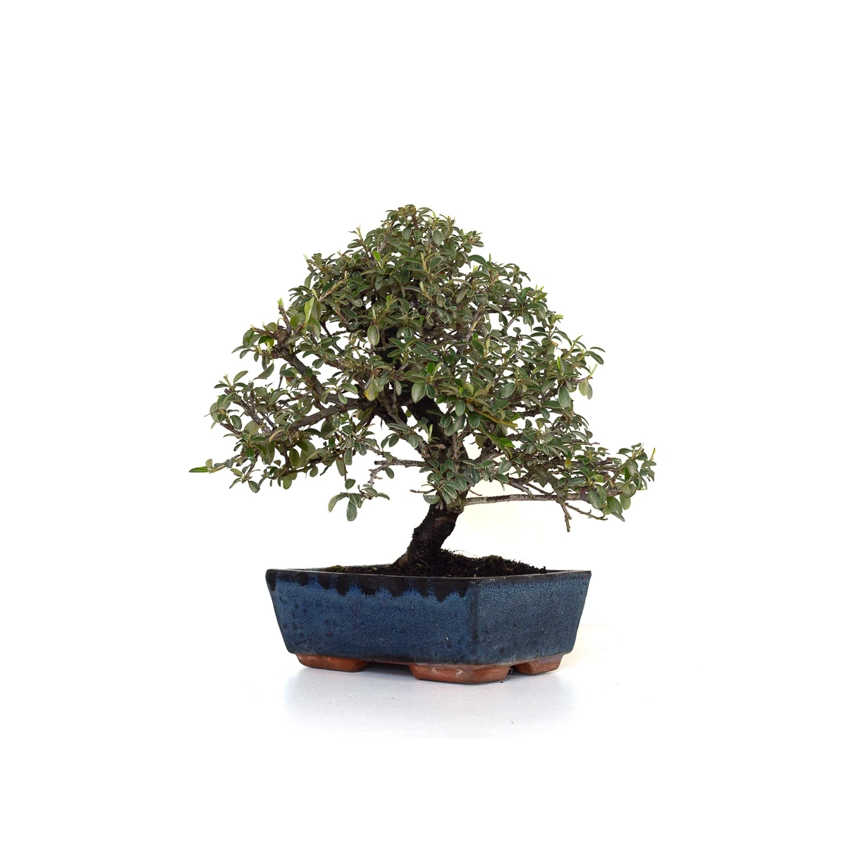 Achat Bonsai en ligne Cotoneaster 31 cm Sankaly Bonsai COT260902MIT