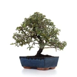 Achat Bonsai en ligne Cotoneaster 31 cm Sankaly Bonsai COT260902MIT